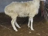公羊, Sheep — 照片 2