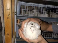टेक्सास ए एंड एम — फ़ोटो 7