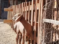 Ram, Rhon sheep — photo 1
