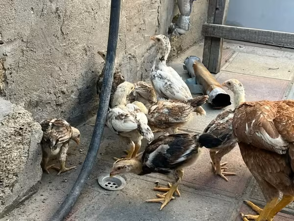 Chickens