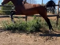 Caballo, Shagya — foto 2
