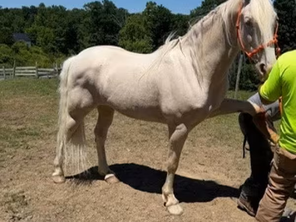 At, Kentucky mountain daddle horse