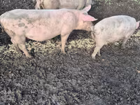 Eber, Schweine — Foto 2