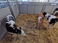 母牛, Simmental cattle — 照片 5