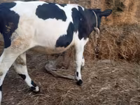 Buğa, Russian Black pied cattle — foto 6