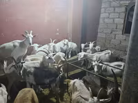 Goat, Goats — photo 5