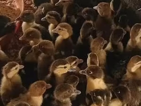 Ducks — Azərbaycan