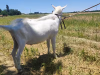 बकरी, Saanen goat — फ़ोटो 1