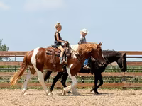 At, Pinto horses — foto 7