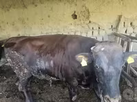 Buğa, Red Estonian cattle — foto 7