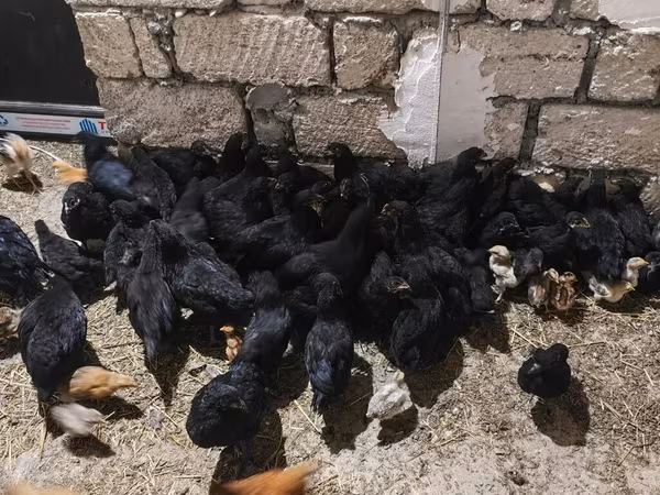 Chickens
