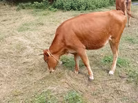 मवेशी (लॉट, लिंग निर्दिष्ट नहीं), मवेशी — फ़ोटो 4