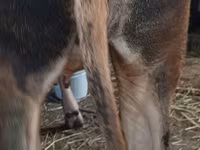 İnək, Swiss cattle — foto 2