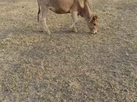 Cow, Cattle — photo 3