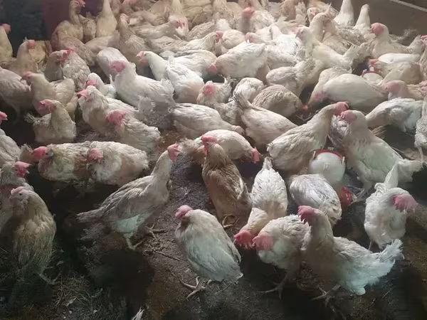 Chickens — أرمينيا