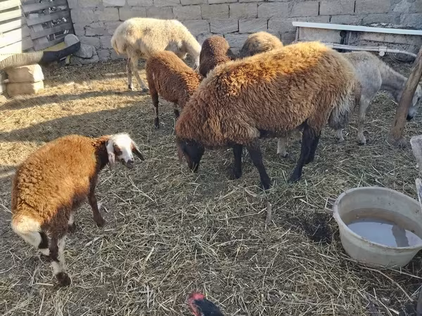 Sheep (batch, sex not specified), Sheep