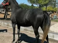 Caballo, Caballos — foto 1