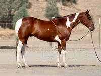 At, American paint horse — foto 1