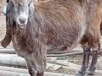 Dişi keçi, Damask goat — foto 4