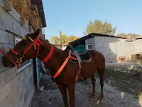 Caballo, Kyrgyz Horse — foto 2
