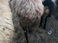 मेढ़ा, Blackheaded Persian sheep — फ़ोटो 5