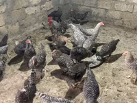 Chickens — الصورة 1