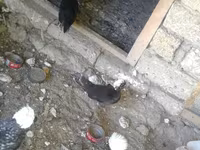 Chickens — photo 2