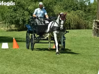 Klisna, Lipizzaner — foto 5