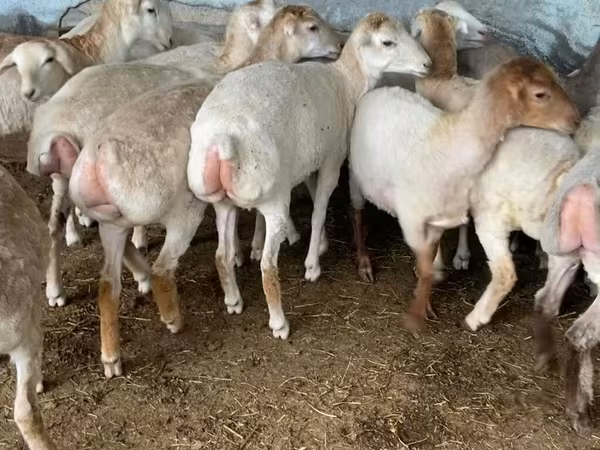 Sheep, Sheep — Azerbaijan