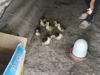 Ducks — photo 1