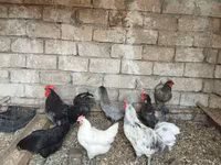 Australorp — foto 1