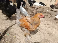 Brahma — photo 3