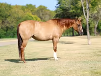 Madyan, Quarter Horse — foto 1