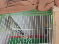 Məhsul: Nimfa (Cockatiel) tutuquşuları və qəfəs dəsti Təsvir: - 2 — 照片 2