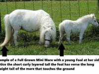 Horse (M), Miniature horse — photo 8