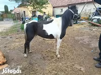 Égua, Cavalos — foto 2