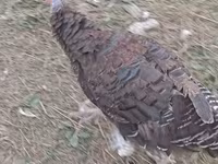 German Pekin — photo 2