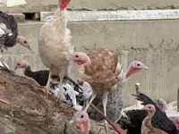 Turkeys — 1-rasm