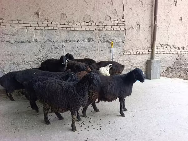 母羊, Sheep