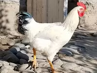 Chickens — الصورة 7