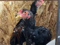 Chickens — foto 6