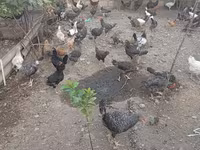 Slovenian Barred Hen — photo 5