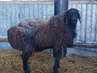 Baran, Hissar sheep — zdjęcie 2