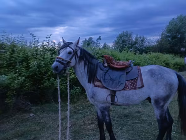 At, Azerbaijan horse — Azərbaycan