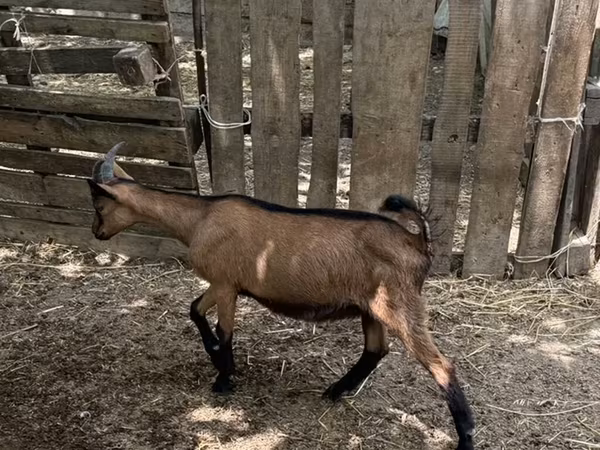 Keçi, Alpine goat