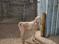 عنزة, Kamori goats — الصورة 4