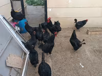 Australorp — photo 6