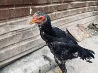 Derbişir Qırmızı Toppalı — foto 2