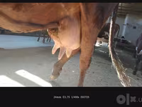 Cow, Simmental cattle — photo 5