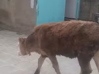 母牛, Simmental cattle — 照片 3